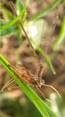 Agriocnemis pygmaea