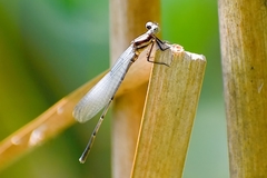 Onychargia atrocyana