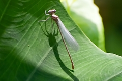 Onychargia atrocyana