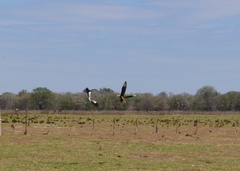 Caracara plancus