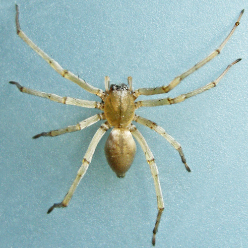 Cheiracanthiidae