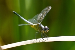 Brachydiplax