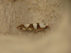Argyresthia brockeella