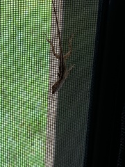 Anolis sagrei