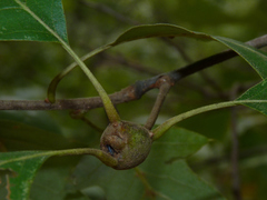 Zapatella quercusphellos
