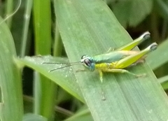 Ampelophilus truncatus