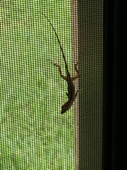 Anolis sagrei