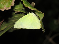 Aphrissa statira statira