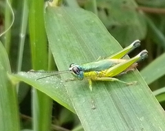 Ampelophilus truncatus