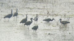 Plegadis falcinellus