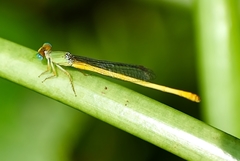 Ceriagrion coromandelianum