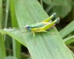 Ampelophilus truncatus