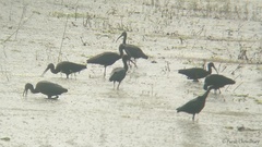 Plegadis falcinellus