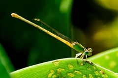 Ceriagrion coromandelianum