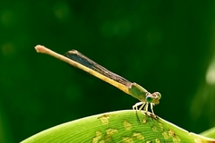 Ceriagrion coromandelianum