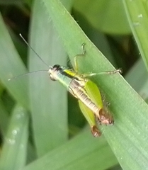 Ampelophilus truncatus