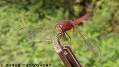 Crocothemis servilia