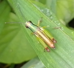 Ampelophilus truncatus