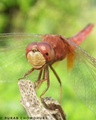 Crocothemis servilia