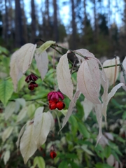 Euonymus verrucosus