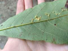 Caryomyia inclinata