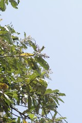 Brachylaena transvaalensis