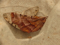 Selenia dentaria