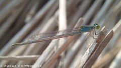 Paracercion melanotum