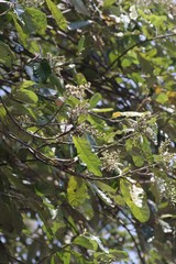 Brachylaena transvaalensis