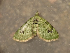 Chloroclystis v-ata