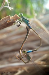 Ischnura senegalensis