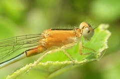 Ischnura senegalensis