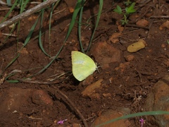 Catopsilia pomona