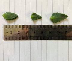 Atriplex longipes