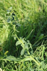 Atriplex longipes