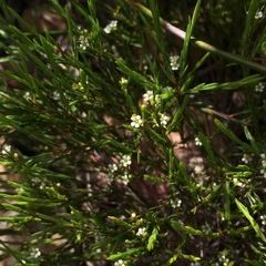 Coleonema juniperinum