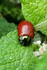 Melasomoptera