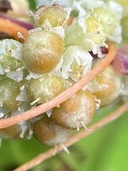 Cuscuta pentagona