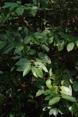 Oxyanthus