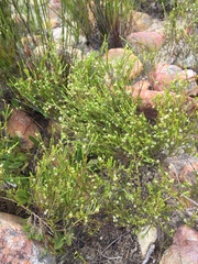 Coleonema juniperinum