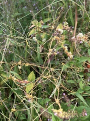 Cuscuta pentagona