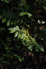Oxyanthus