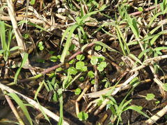 Hydrocotyle ranunculoides