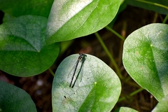 Onychargia atrocyana