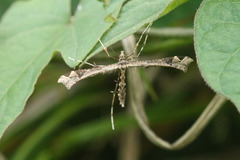 Stenoptilodes sematodactyla