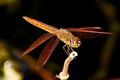 Brachythemis contaminata
