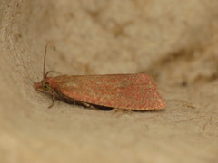 Celypha rosaceana