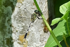 Orthetrum sabina
