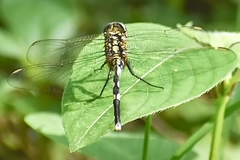 Orthetrum sabina