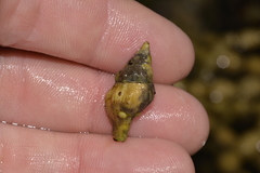 Nodopelagia brazieri